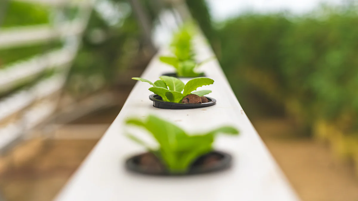 Osisi kacha mma maka NFT Hydroponics