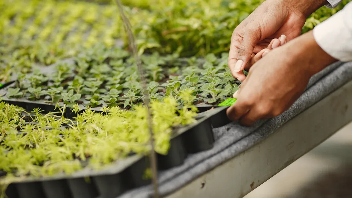 Popular Hydroponic Seedling Media Compared