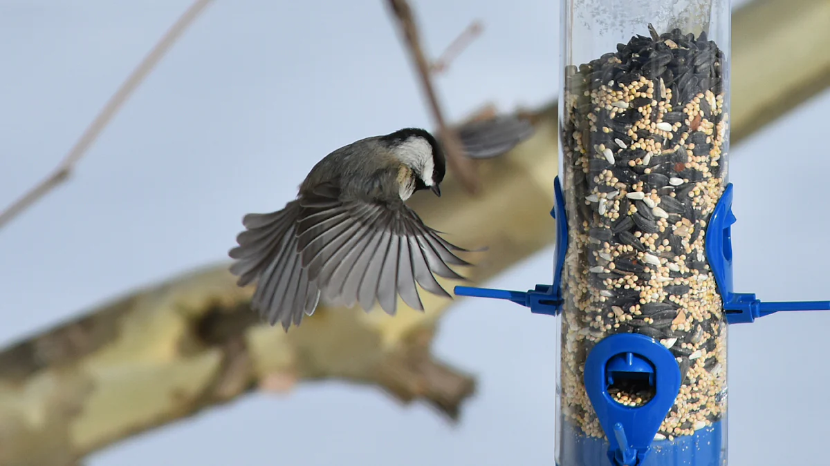 Attracting Birds with Dried Mealworms