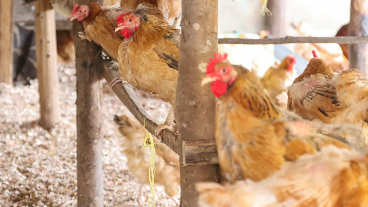 Mealworms in Poultry Diets and Their Role in Modern Farming插图2 Practical Use of Mealworms in Poultry Diets