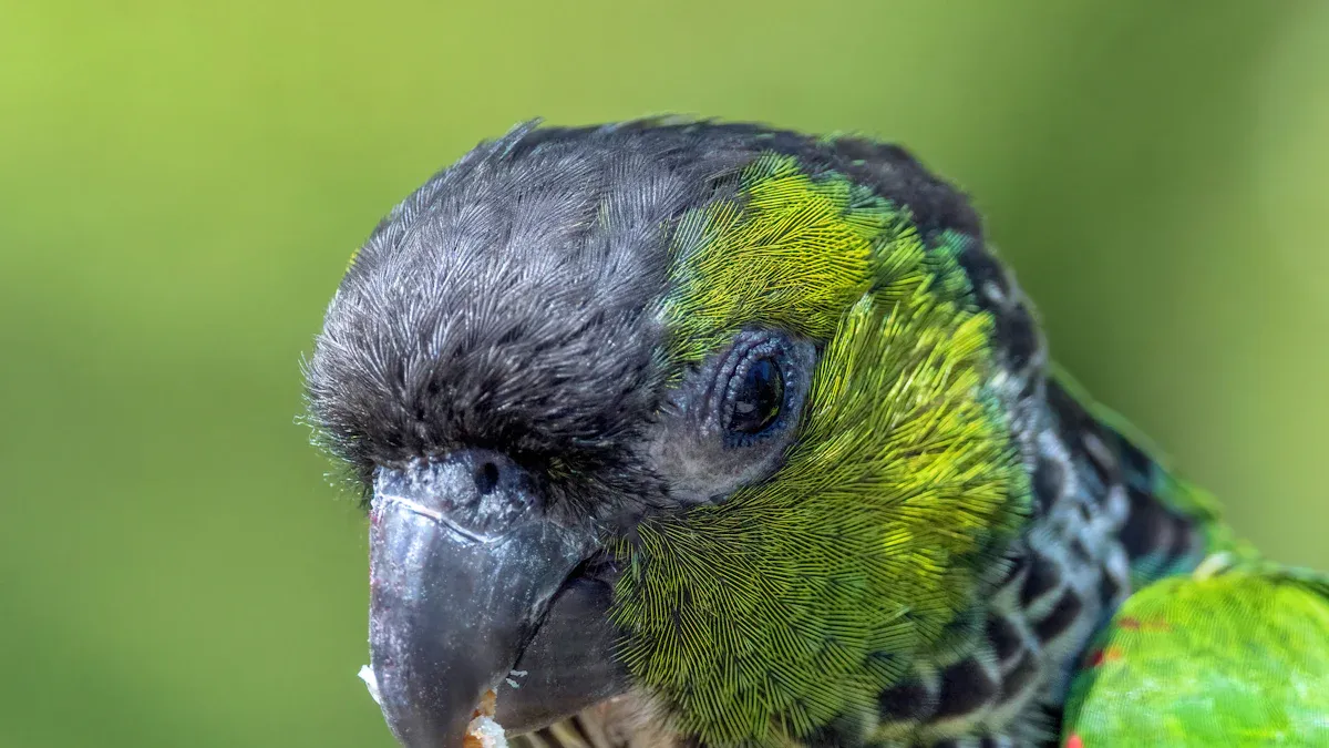 Should Mealworms for Parrots Always Be on the Menu?