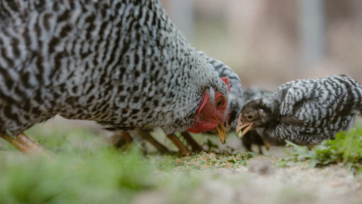 Why Dried Mealworms 50 lbs Are a Smart Choice for Sustainable Poultry Nutrition
