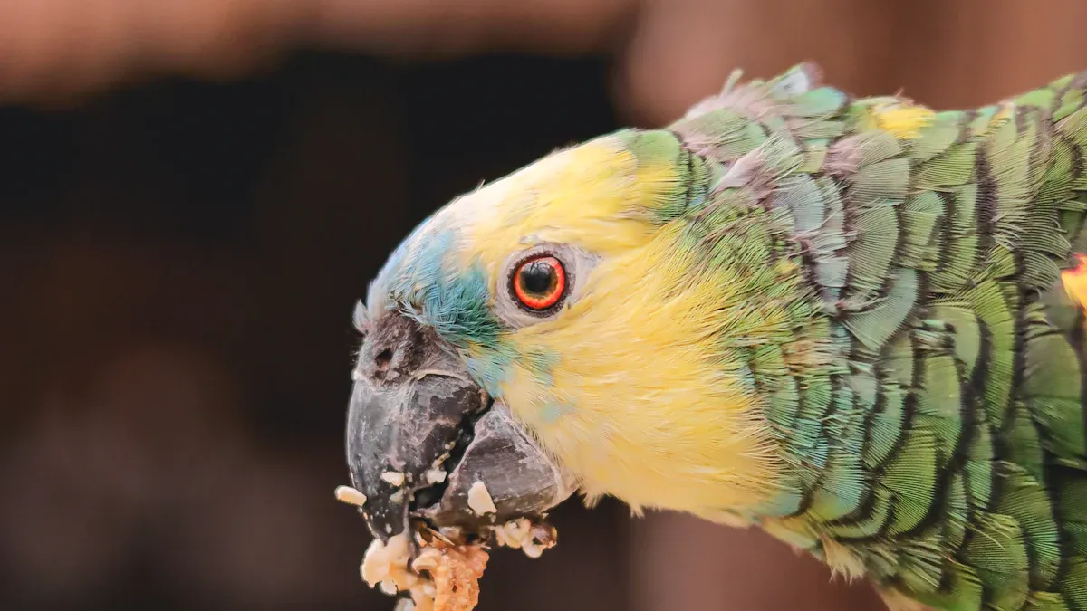 Nutritional Benefits of Mealworms for Parrots