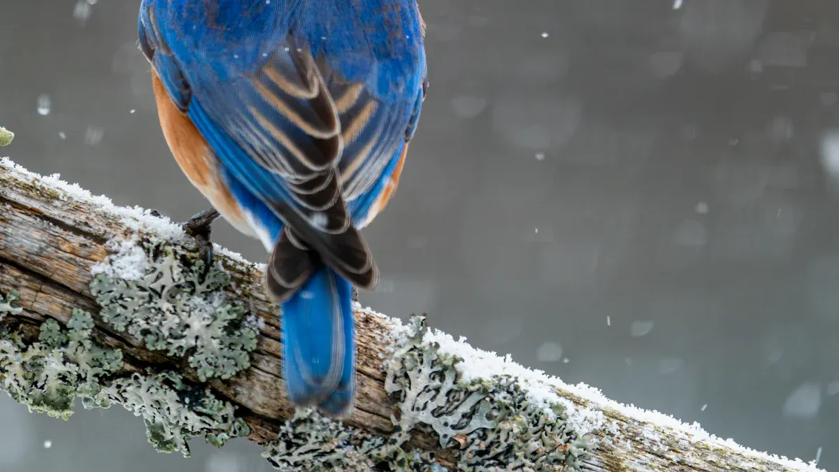 How to Use Dried Mealworms for Birds