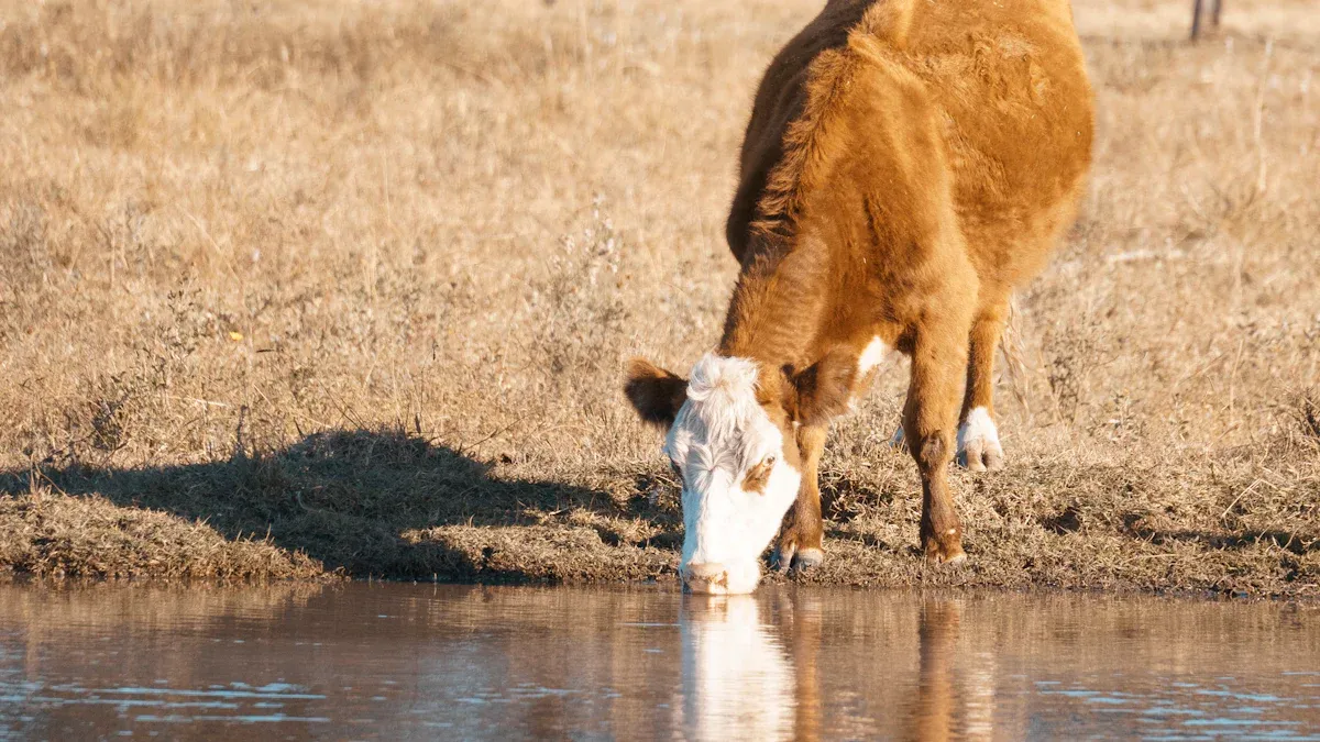 Livestock Watering Solutions for Reducing Water Waste