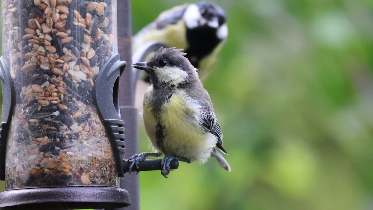 Top Tips for Feeding Dried Mealworms to Birds