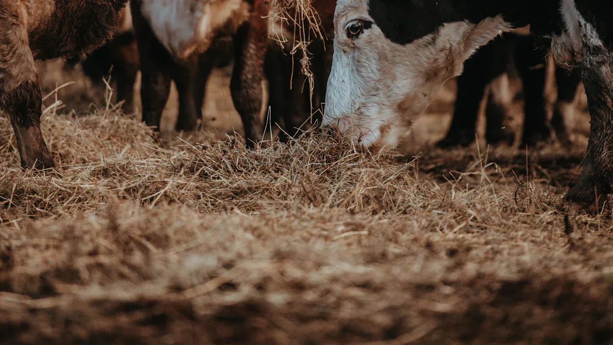 Sustainability of Dried Mealworms for Livestock