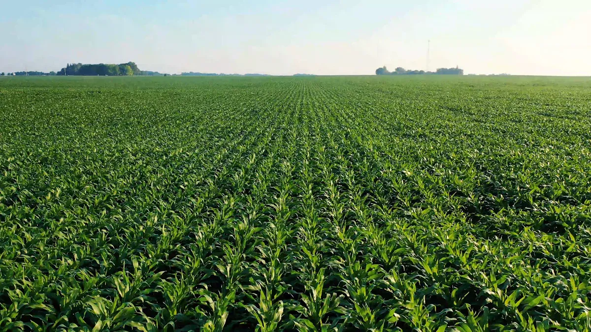 How to Source Polycarbonate Greenhouses from China: A Complete Procurement Guide for North American & European Distributors