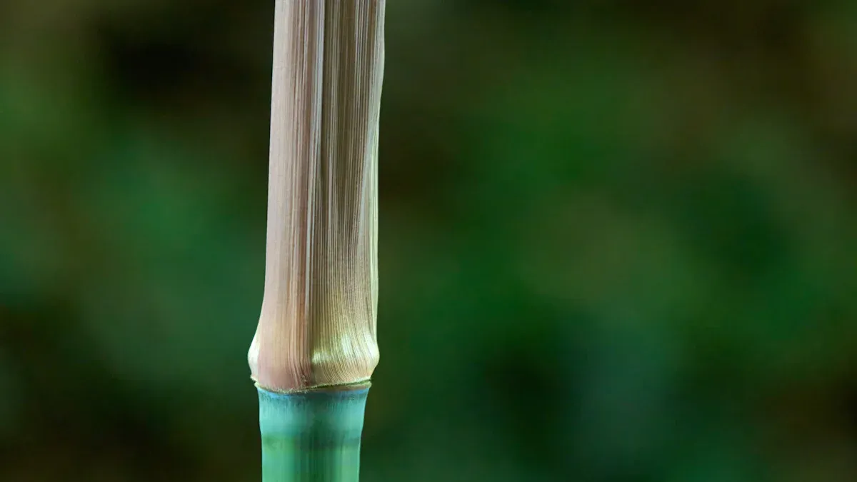 Zer da banbuzko esfoliatzaileen ehuna?