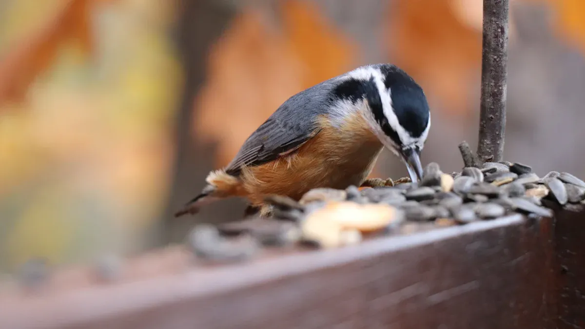 How to Offer Dried Mealworms and Seeds Effectively