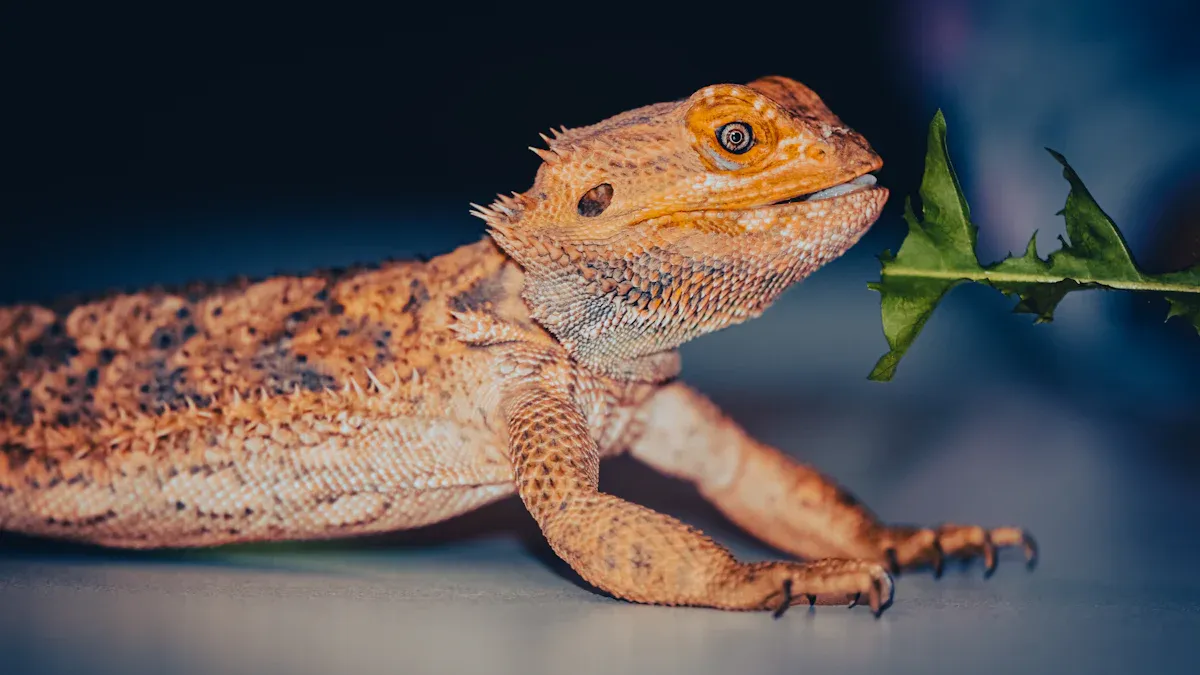 Feeding Guidelines for Bearded Dragon Dried Mealworms