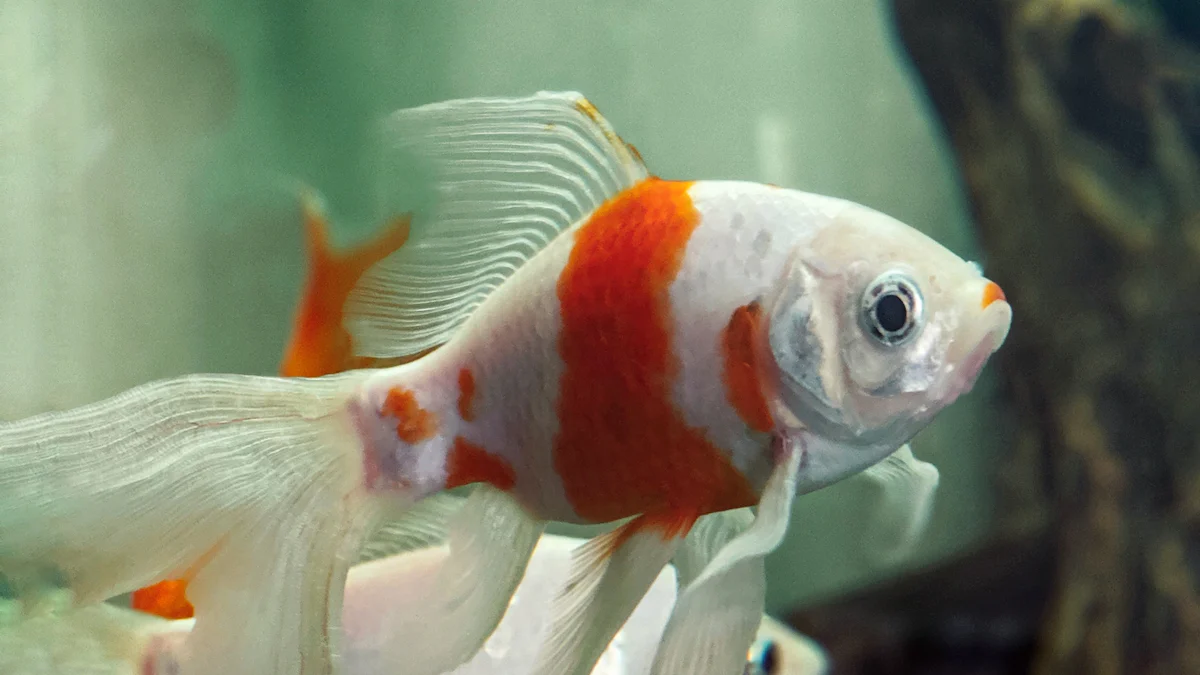 Are Mealworms a Healthy Snack for Goldfish in 2025