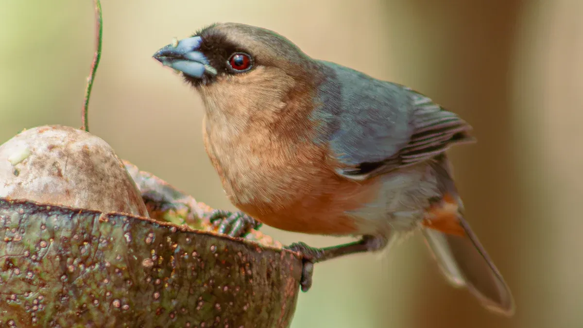 Bird Species That Enjoy Mealworms