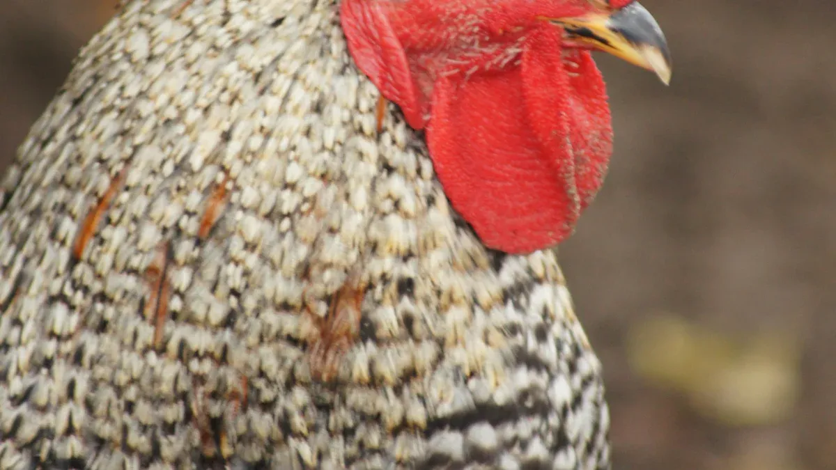 Health Benefits for Chickens