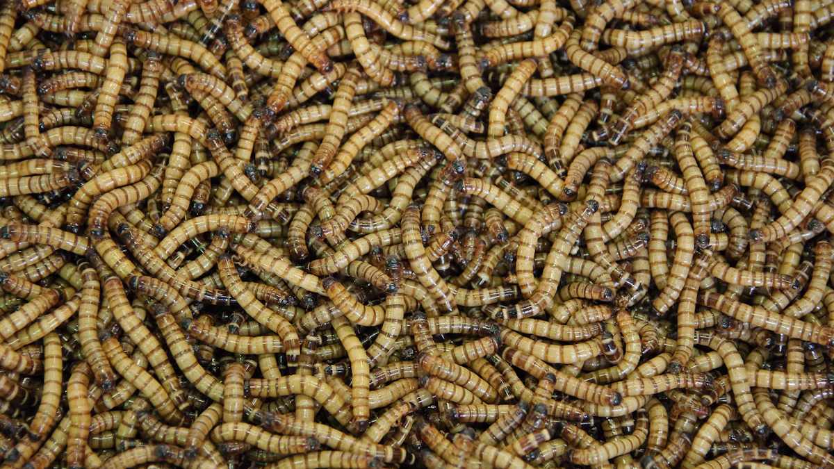 The Production Process of Dried Mealworms