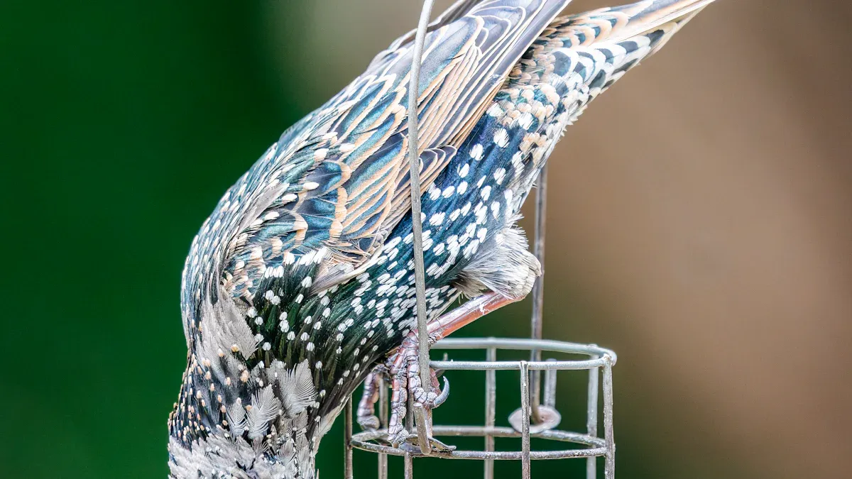 Why a Dried Mealworm Feeder Is a Smart Choice