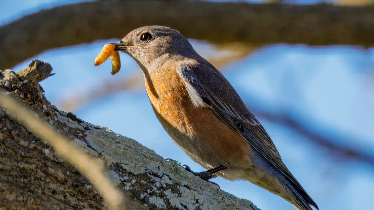 What Birds Eat Mealworms?