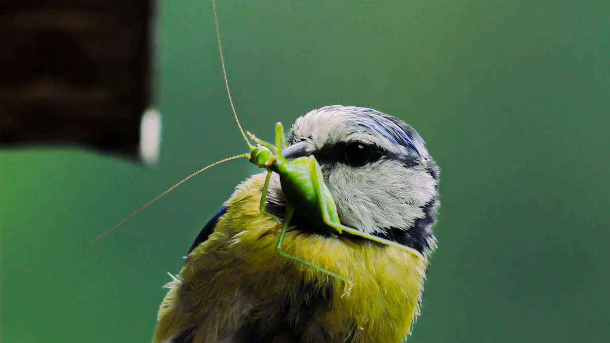 Why Mealworms Bird Food Is a Nutritional Powerhouse