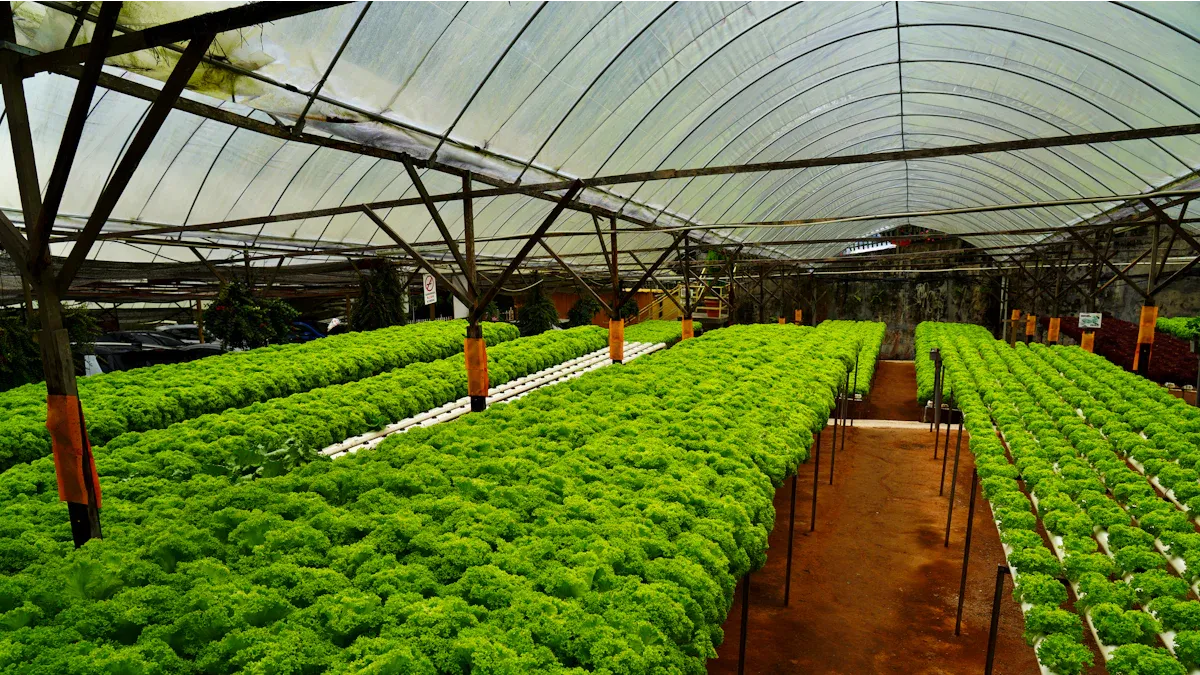 Step‑by‑Step Guide: Building a Hydroponic Farm for Beginners