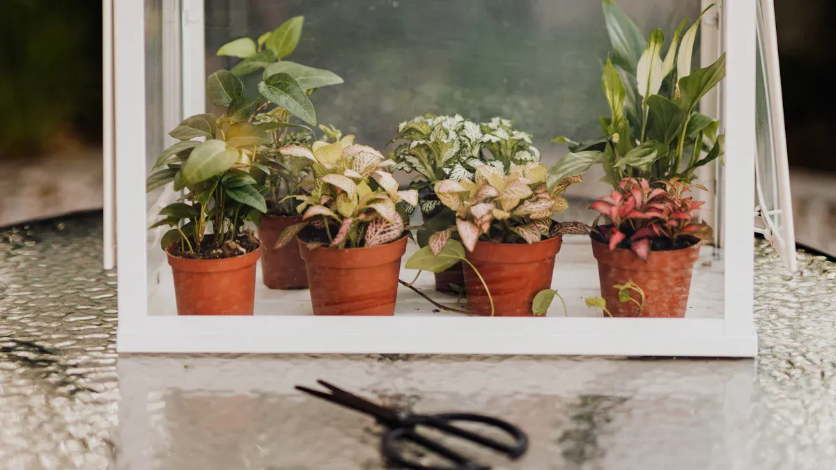Accessories and Setup Tips for Small Outdoor Greenhouses