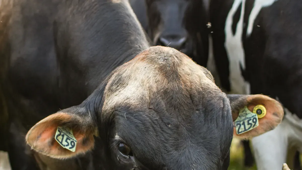 Advantages of Two-Piece Ear Tags