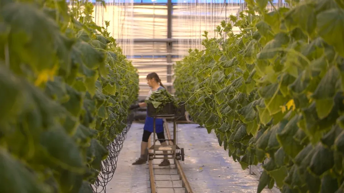 10 Proven Strategies to Maximize Greenhouse Crop Yield All Year Round