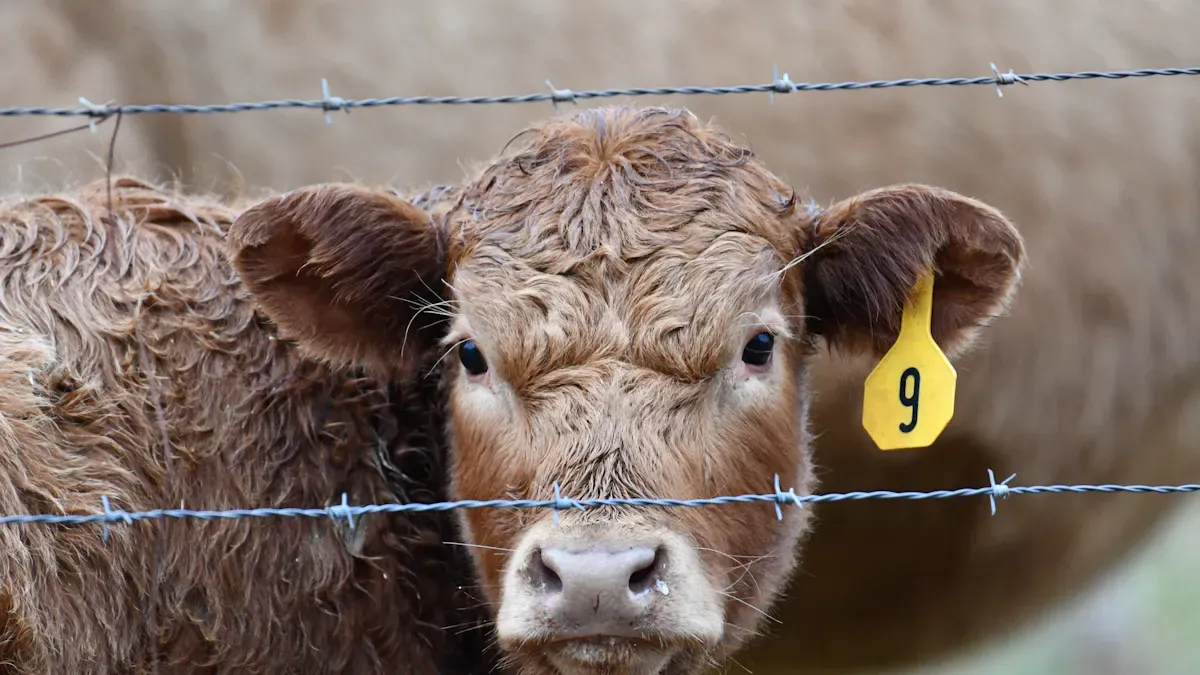 Importance of Standardization in Cattle Ear Tags