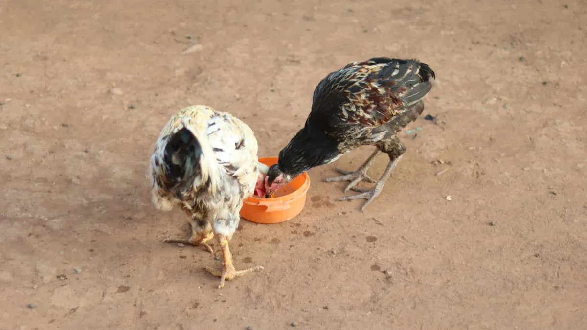 Incorporating Organic Mealworms into Modern Poultry Feed Formulations