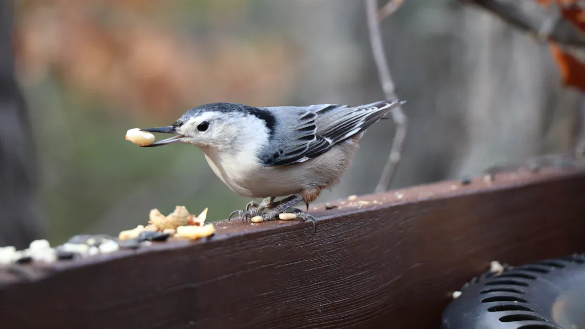 Benefits of Feeding Birds Dried Mealworms