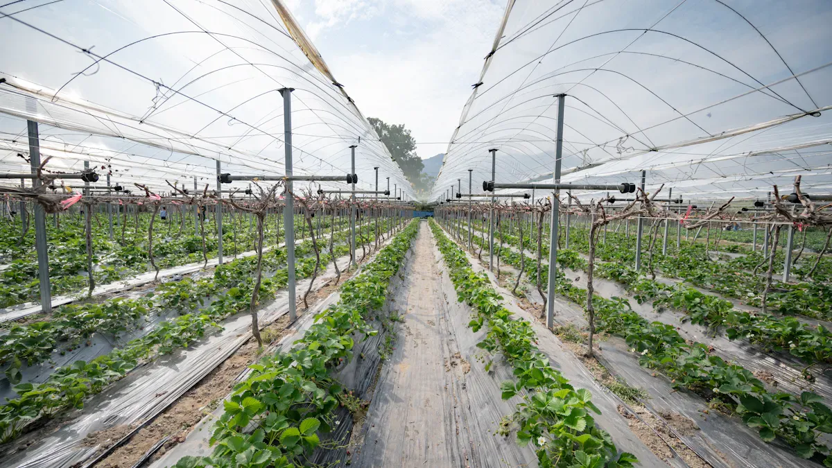 Understanding Dual-Layer Hydroponic Channels