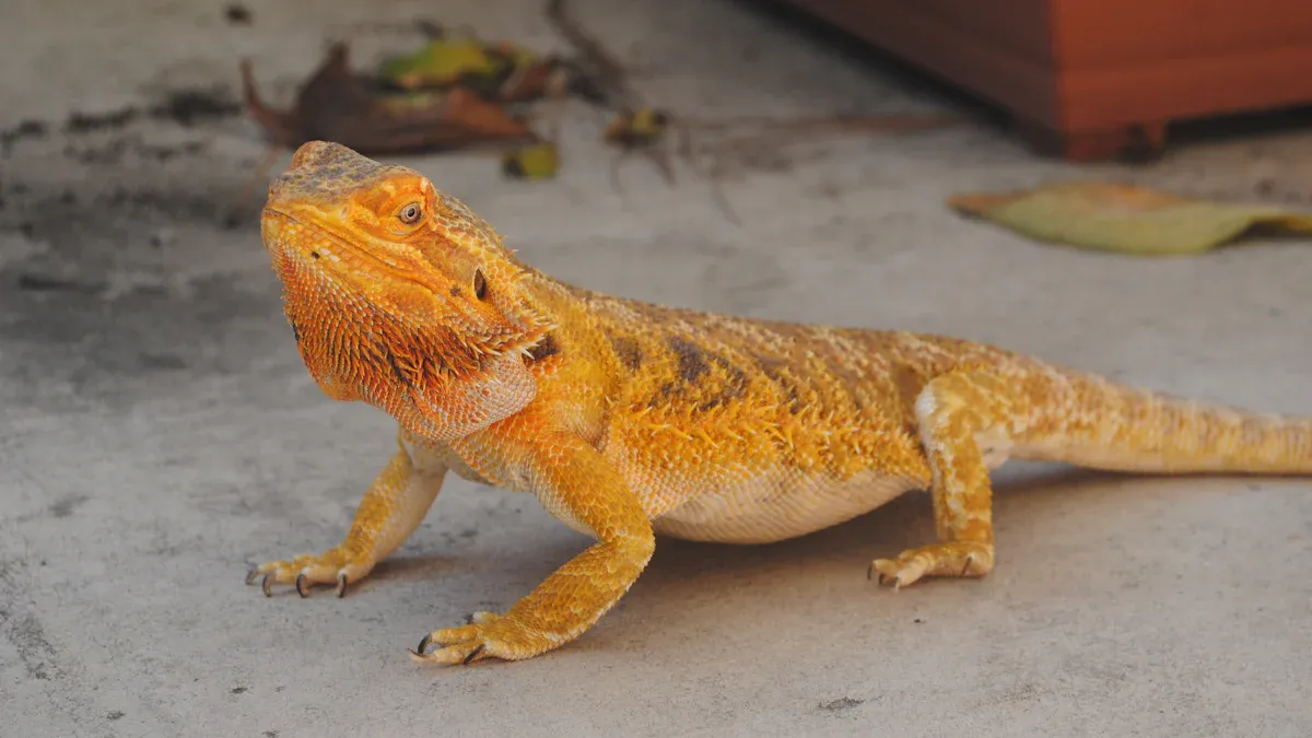 Nutritional Value of Bearded Dragon Dried Mealworm