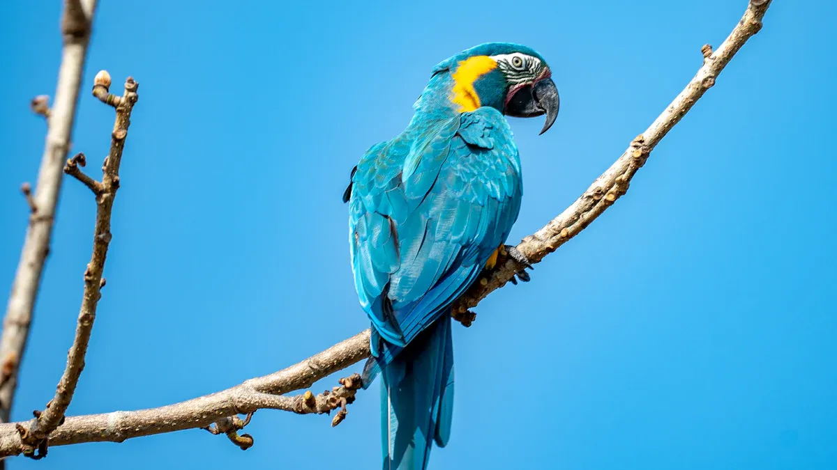 Nutritional Benefits When Parrots Eat Mealworms