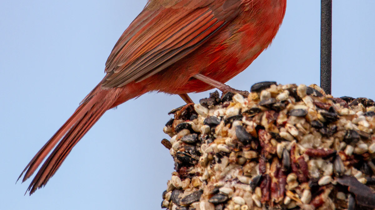 How to Feed Dried Mealworms to Cardinals