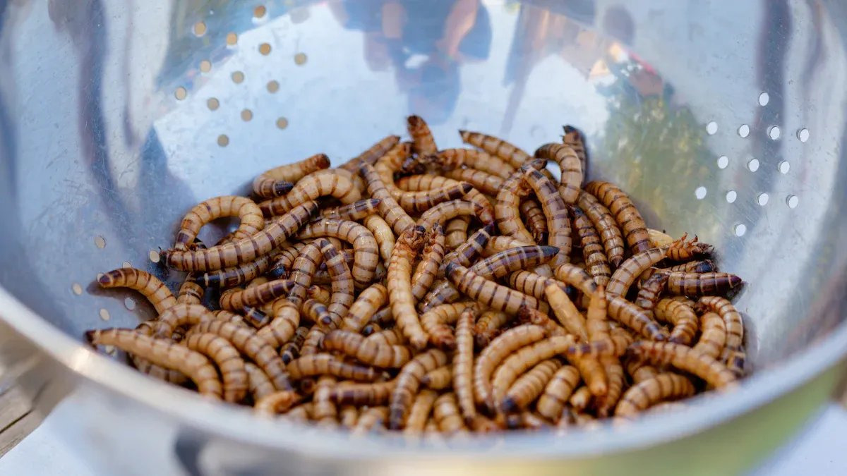 Feeding Mealworms to Poultry and Birds