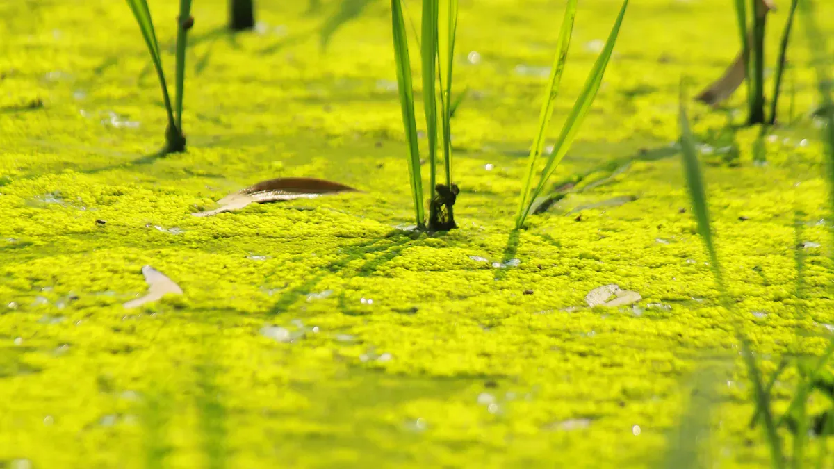 Algae Reduction Mechanisms in Dual-Layer Hydroponic Channels