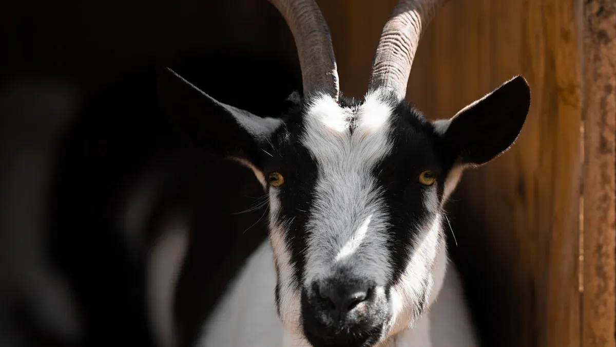 Understanding the Source of Cashmere