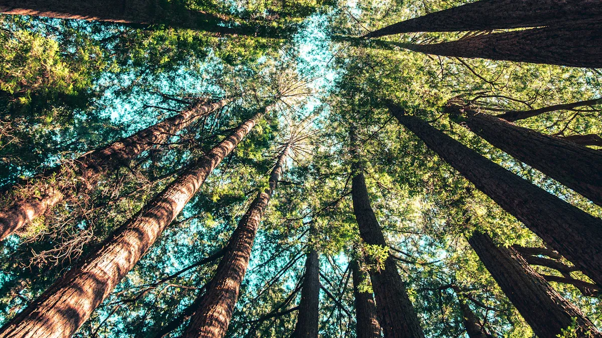 ដឹកនាំបដិវត្ត ESG: របៀបដែលក្រណាត់ឯកសណ្ឋានសាលាប្រកបដោយនិរន្តរភាពរបស់យើងកាត់បន្ថយស្នាមជើងកាបូន និងបង្កើនតម្លៃយីហោ