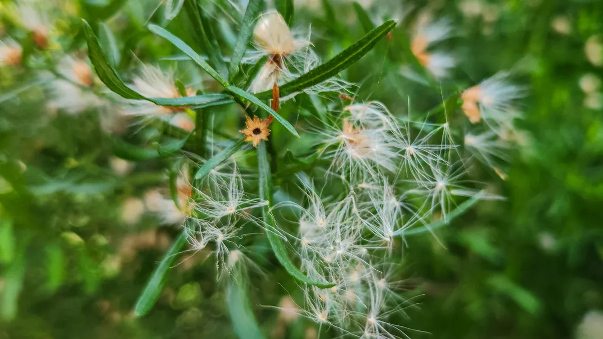 Why a Sharp Trimmer Line Cut Matters for Grass Health