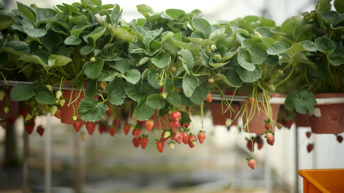 How Hanging Strawberry Growing Systems Maximize Space and Yield in Commercial Greenhouses