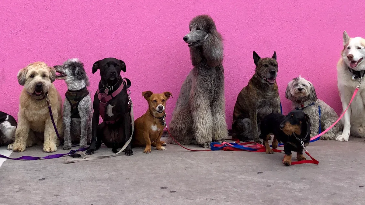 Dog Apparel Distribution and Supply Chain Trends