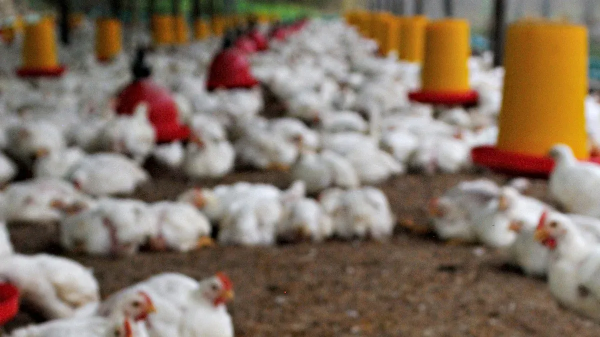 Feeding Mealworms to Chickens: Nutritional Benefits