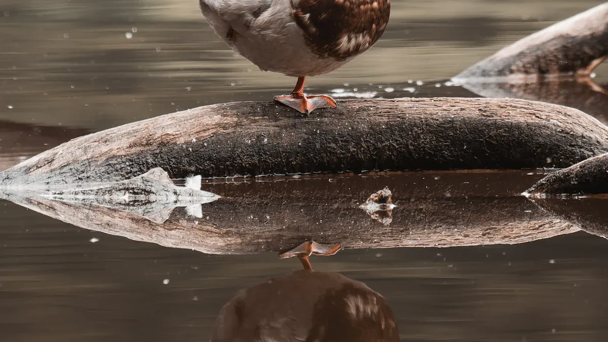 Feeding Mealworms to Wild Birds Made Easy