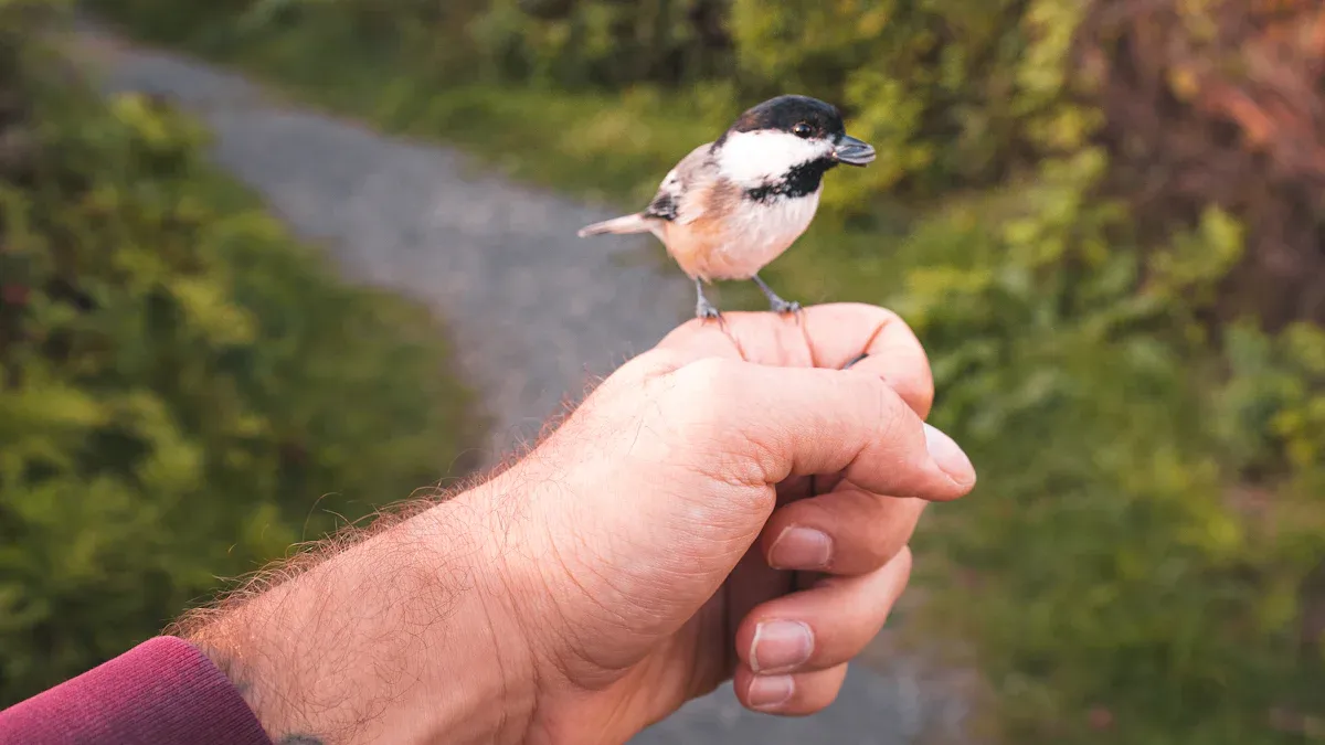 Birds That Love Dried Mealworms