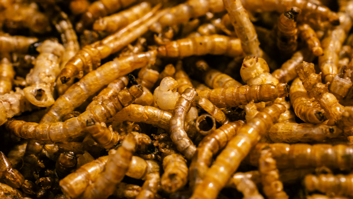 Feeding Dried Mealworms to Goldfish