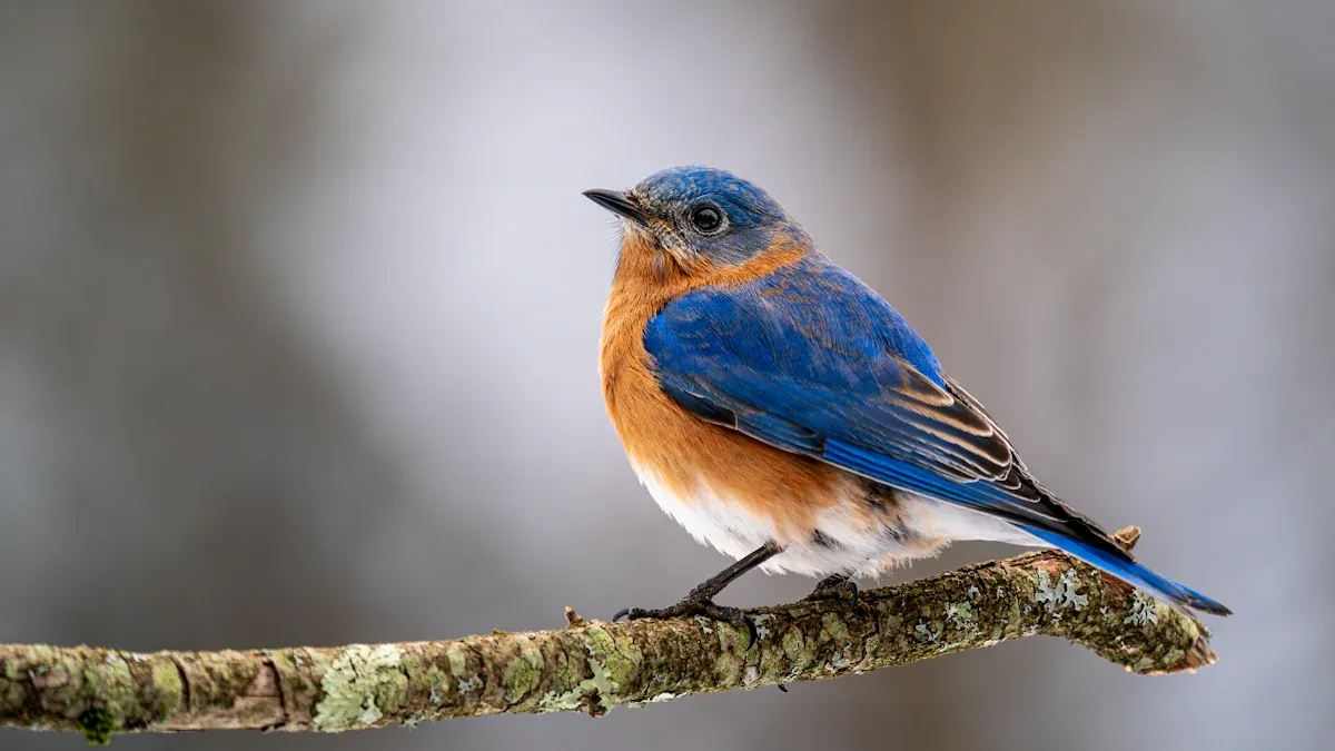Why Feeding Dried Mealworms Benefits Bluebirds