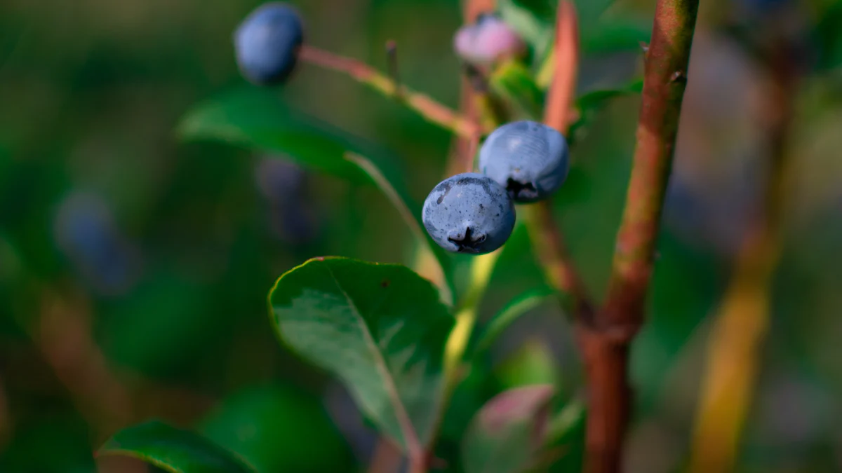 Tips for Successful Hydroponic Blueberry Cultivation
