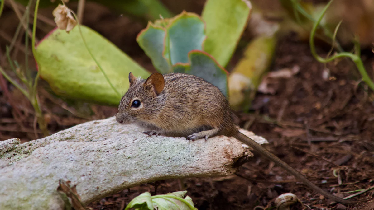 What is the fastest way to get rid of mice?