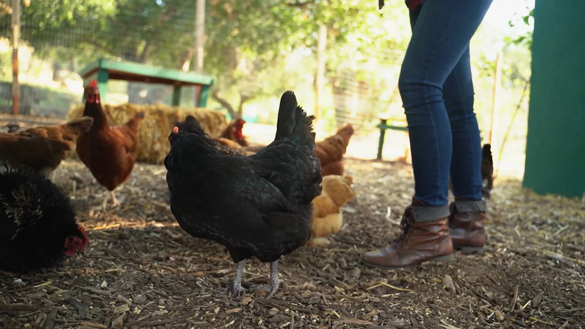 Why Feed Dried Mealworms for Chickens?