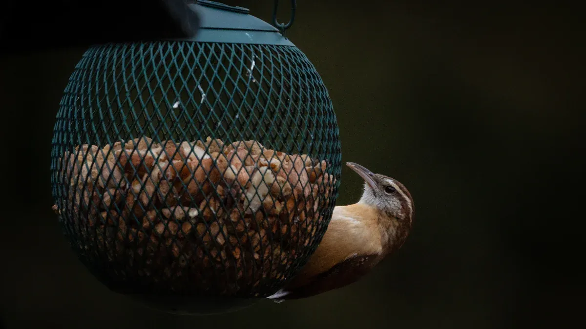 Benefits of Dried Mealworms Bird Food