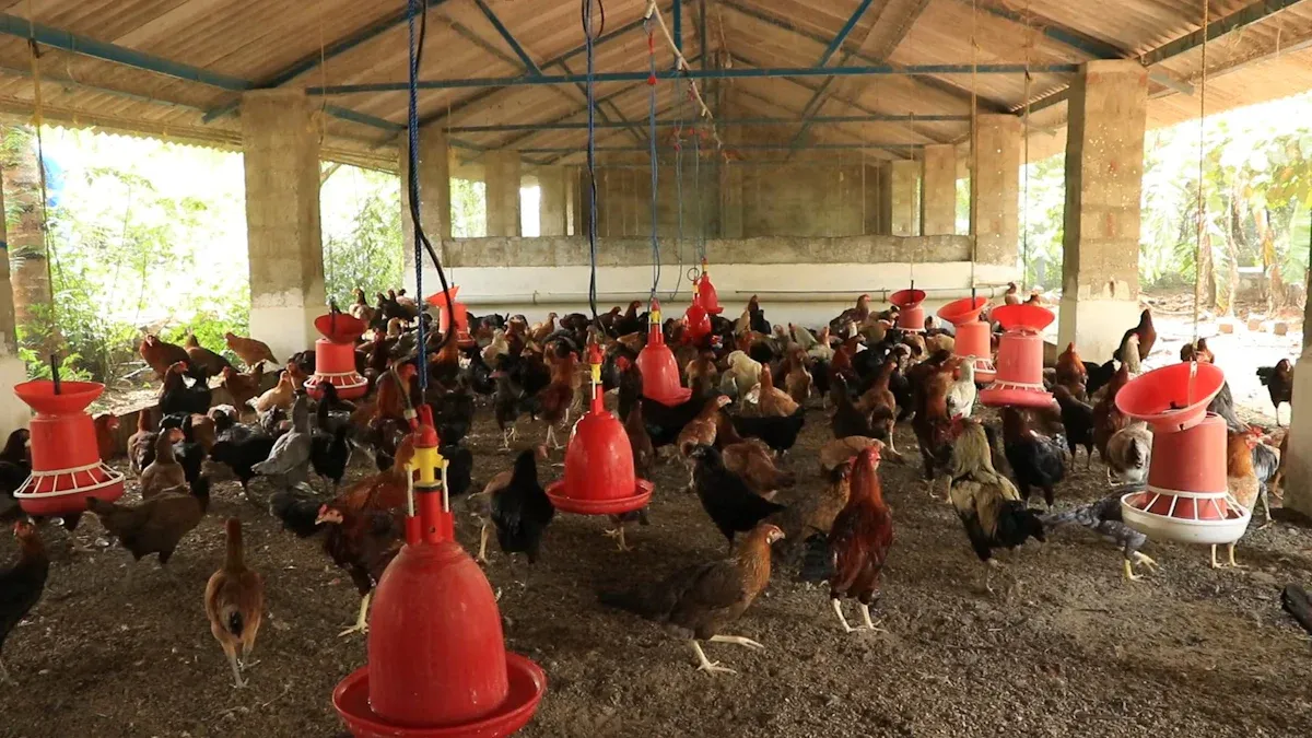 Best Automatic Feeding Systems for Large-Scale Poultry Farms